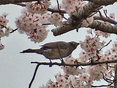 県民の森野鳥クラブ・2019年4月21日の様子_f0140773_14092639.gif