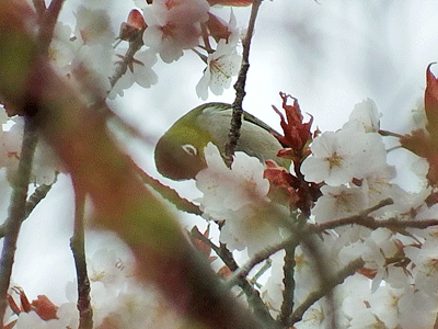 県民の森野鳥クラブ・2019年4月21日の様子_f0140773_14094140.gif