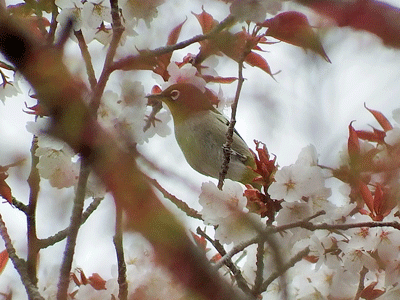 県民の森野鳥クラブ・2019年4月21日の様子_f0140773_14094574.gif