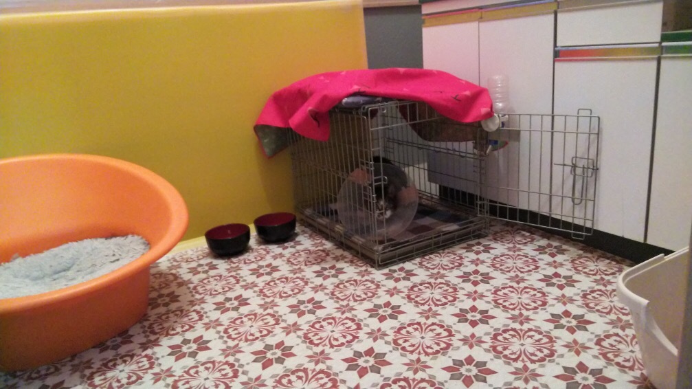 c0268274_00250361.jpeg