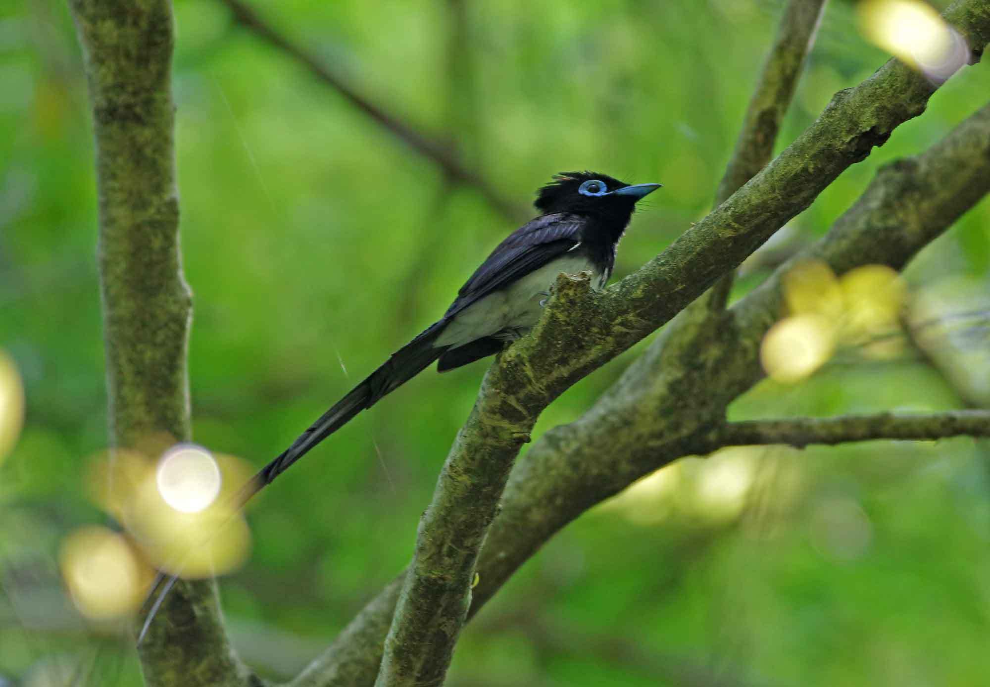 2019年　　５月　　　野鳥_c0176183_13061527.jpg