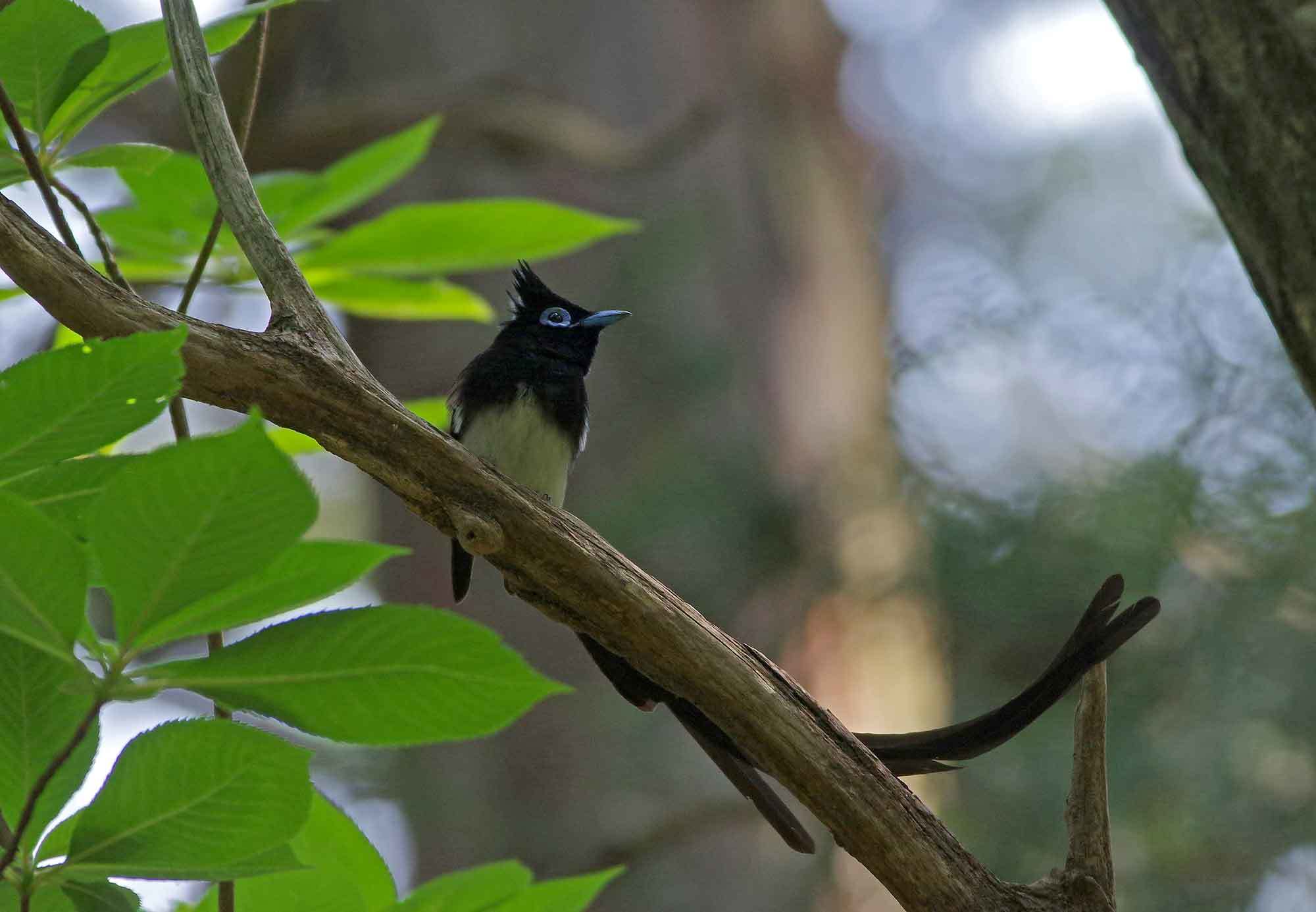 2019年　　５月　　　野鳥_c0176183_13070463.jpg