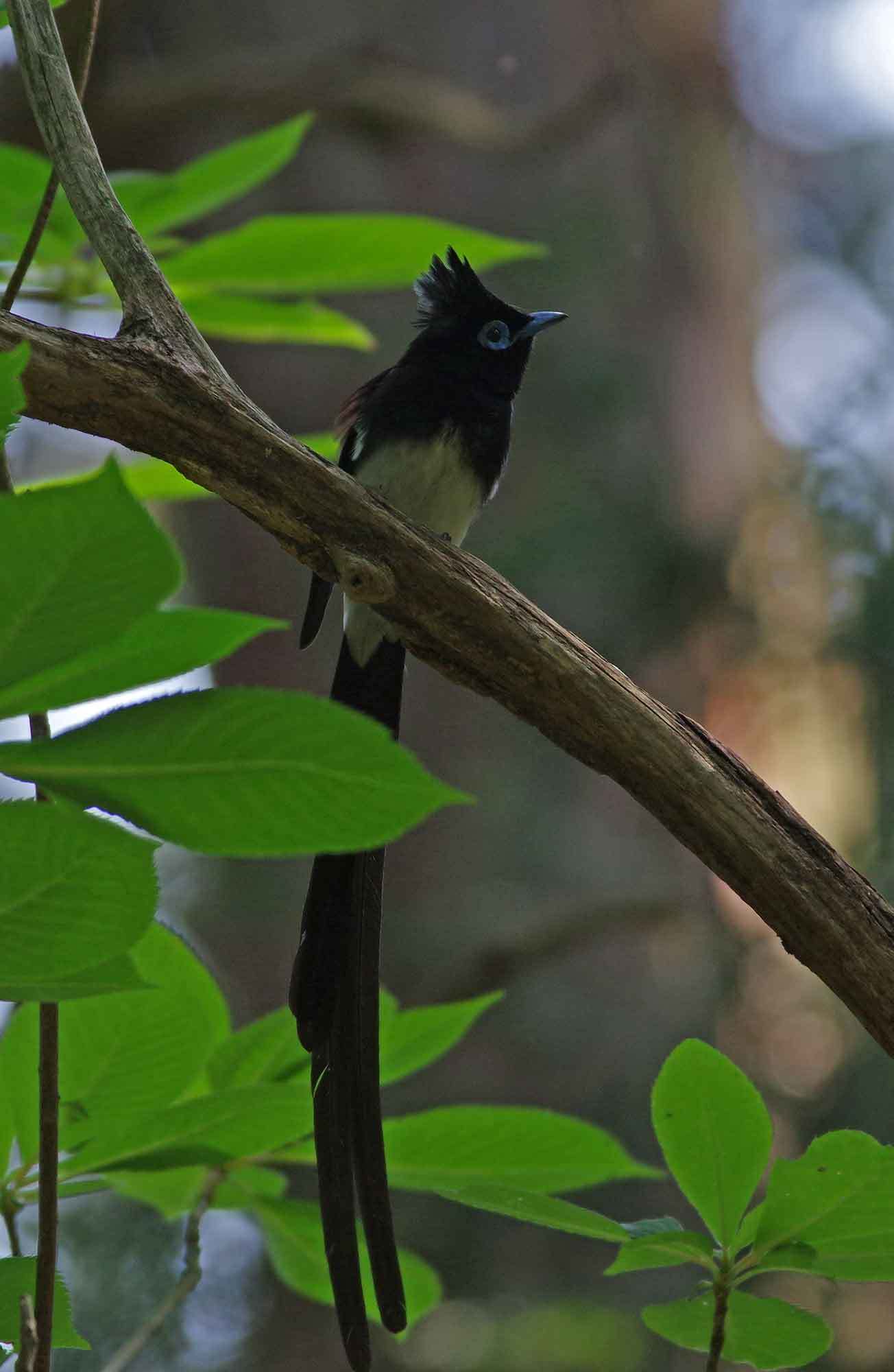 2019年　　５月　　　野鳥_c0176183_13073380.jpg