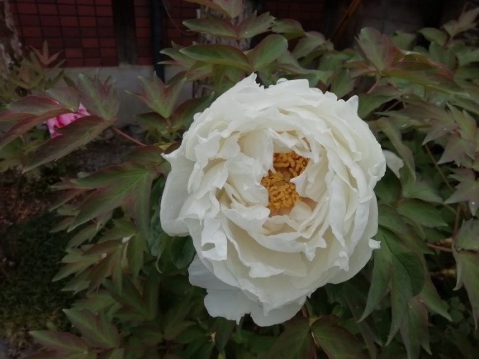 c0212083_17475256.jpg