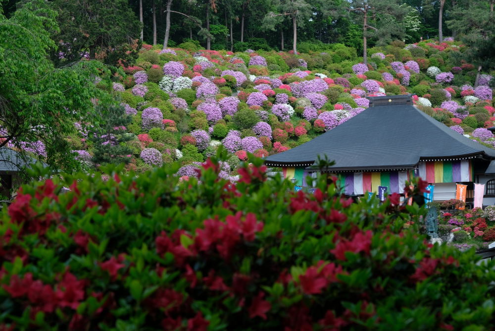 塩船観音寺_f0202686_13194681.jpg