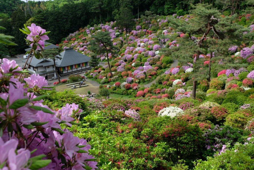 塩船観音寺_f0202686_13210085.jpg