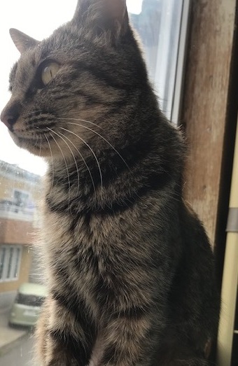 サクラちゃんの里親募集は・・_f0242002_11105190.jpg