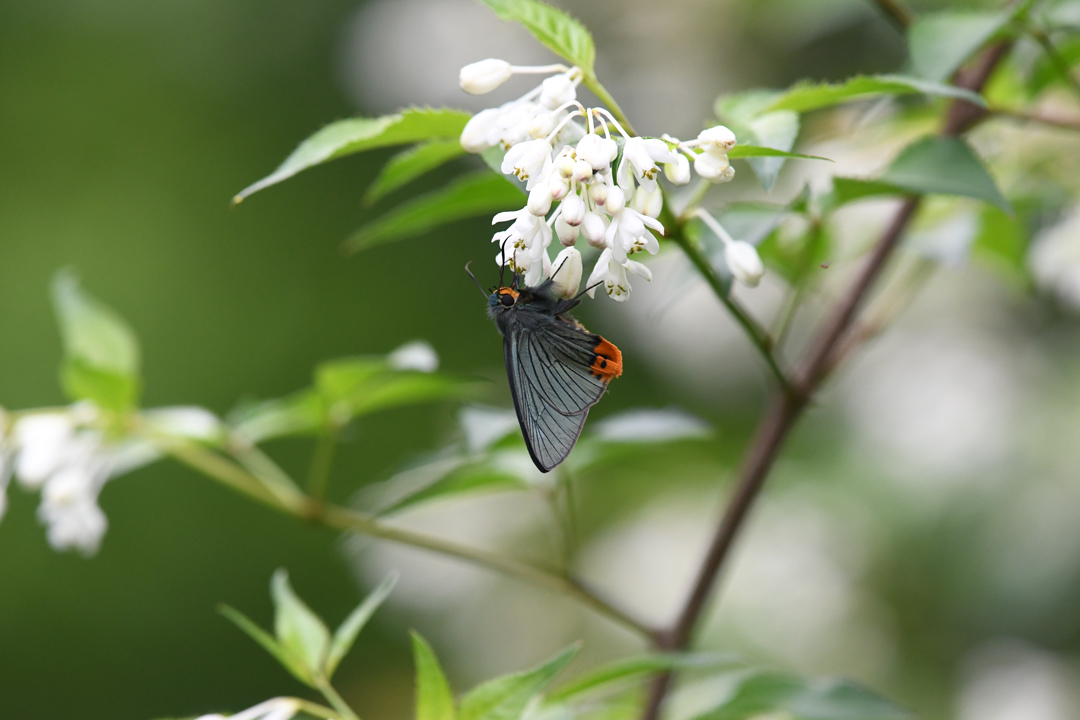 アオバセセリ(2019/05/04)_d0332816_00042731.jpg
