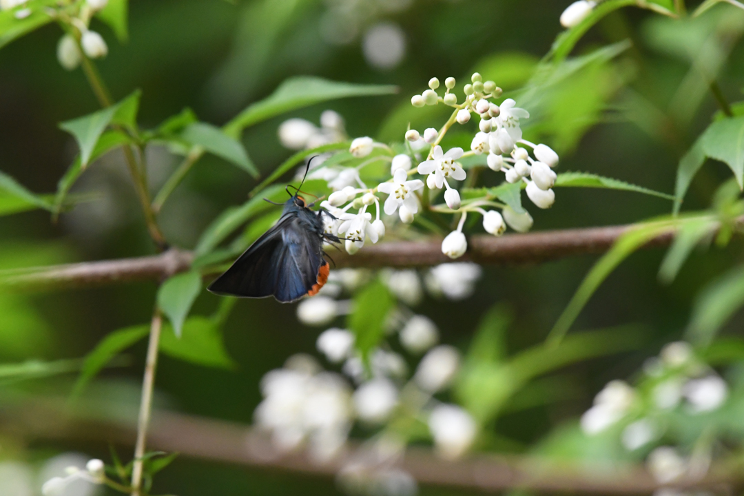 アオバセセリ（2019/05/04）_d0332816_00050458.jpg