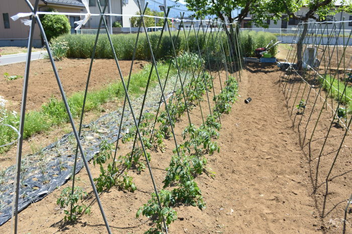 家庭菜園でのきゅうりの支柱の立て方はこうです 甲府の野菜畑