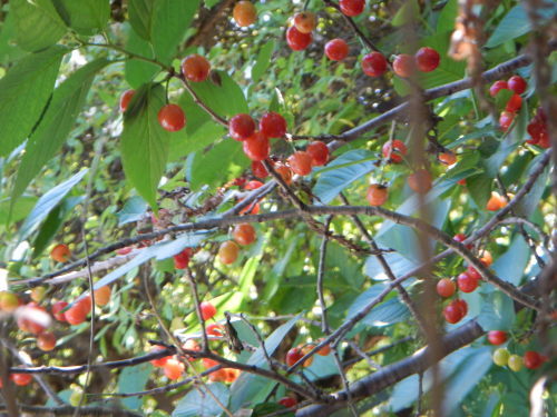 c0194522_16464603.jpg