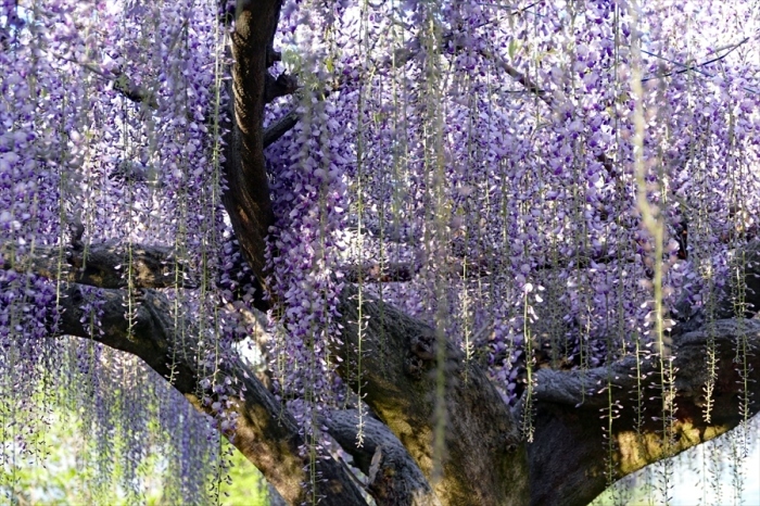 福島市笹木野 大藤の花 フォトハウス In 福島 福島市笹木野 大藤の花 フォトハウス In 福島