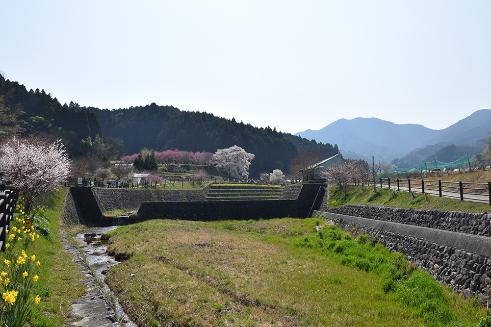 又兵衛桜 ~樹齢300年超の伝説の枝垂れ桜~_e0158128_20565494.jpg