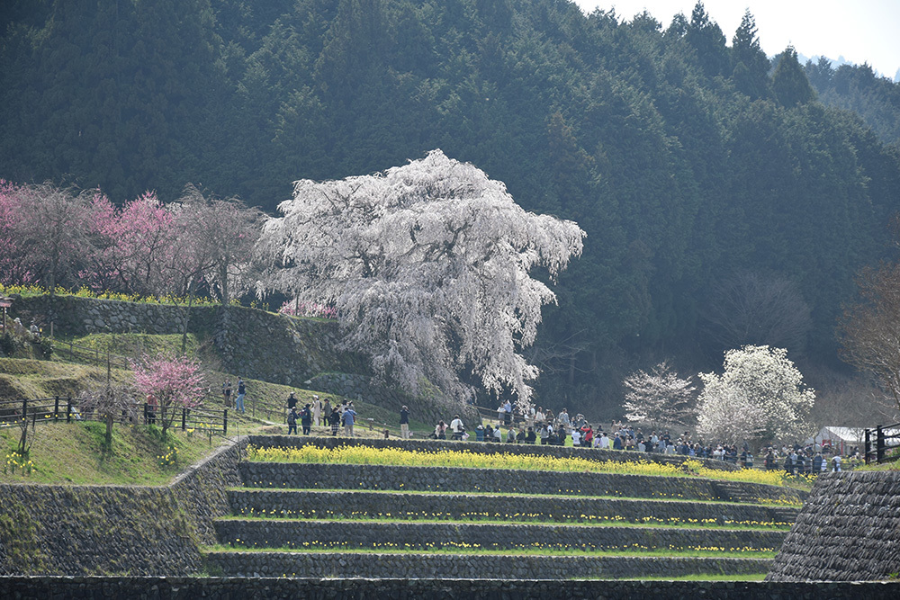 又兵衛桜 ~樹齢300年超の伝説の枝垂れ桜~_e0158128_21184031.jpg