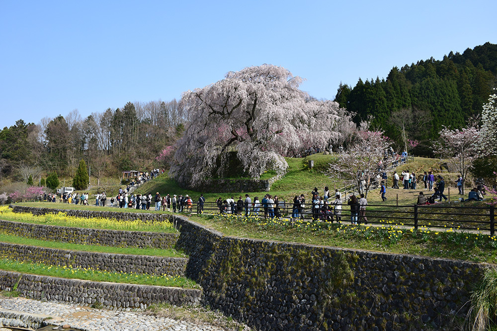 又兵衛桜 ~樹齢300年超の伝説の枝垂れ桜~_e0158128_21190793.jpg
