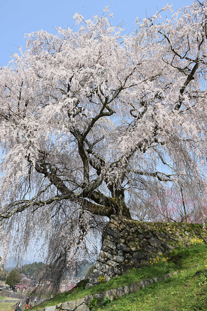 又兵衛桜 ~樹齢300年超の伝説の枝垂れ桜~_e0158128_21205558.jpg