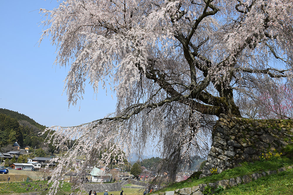 又兵衛桜 ~樹齢300年超の伝説の枝垂れ桜~_e0158128_21211216.jpg
