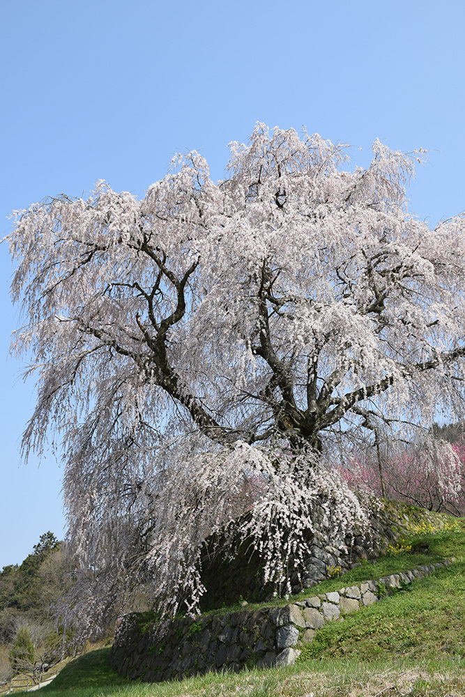 又兵衛桜 ~樹齢300年超の伝説の枝垂れ桜~_e0158128_21223137.jpg