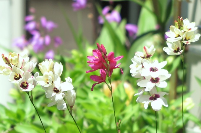 100均の花 イキシア 光さんの日常 100均の花 イキシア 光さんの日常