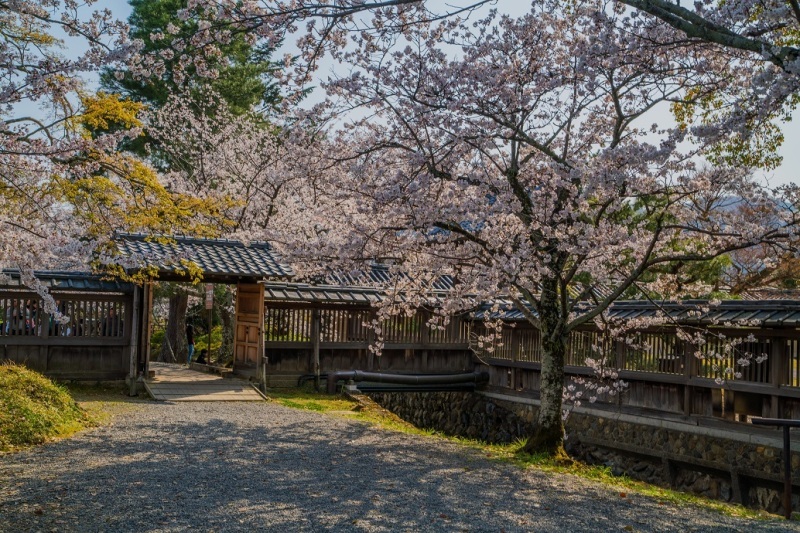 2019京都桜～大覚寺_e0363038_11582212.jpg