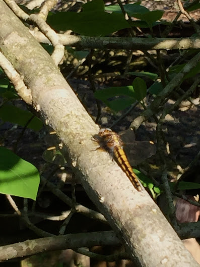 東吉野の天好園の自然_d0239140_14473422.jpg