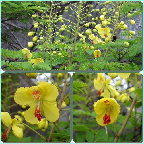 気になるお花は・・平尾台_e0164643_15274839.jpg