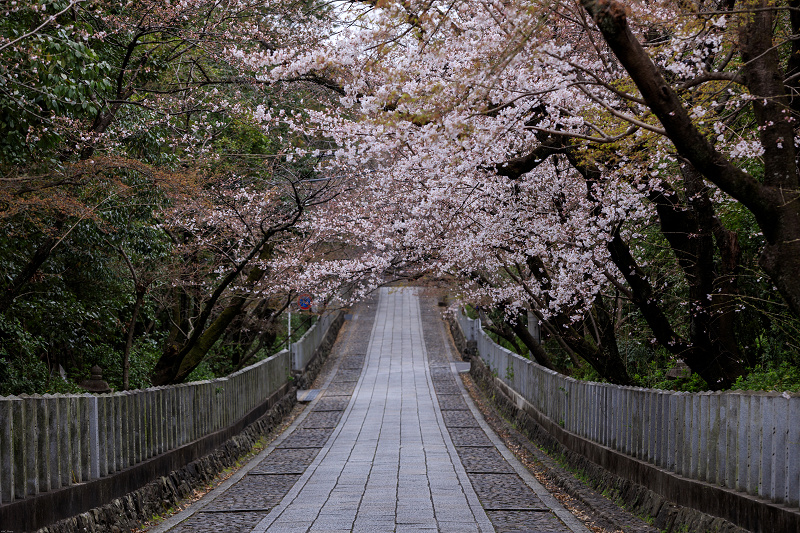 桜咲く京都2019　咲き誇る参道（向日神社）_f0155048_23472349.jpg