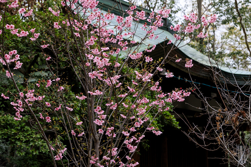 桜咲く京都2019　咲き誇る参道（向日神社）_f0155048_23474084.jpg