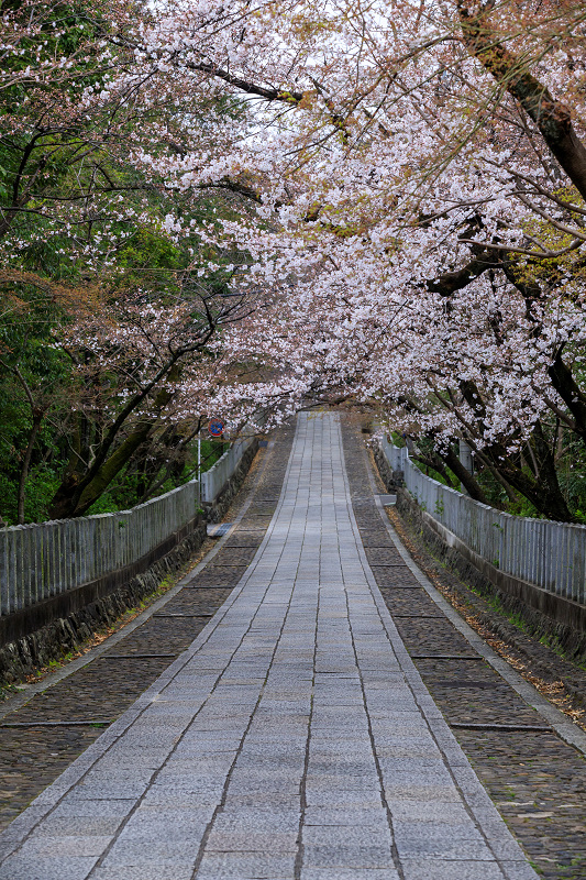 桜咲く京都2019　咲き誇る参道（向日神社）_f0155048_2347432.jpg