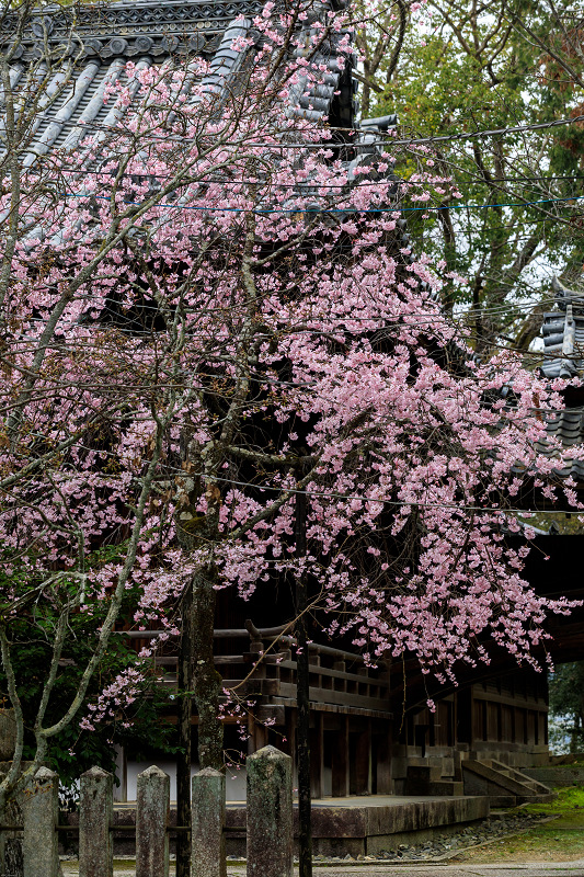 桜咲く京都2019　咲き誇る参道（向日神社）_f0155048_23474990.jpg