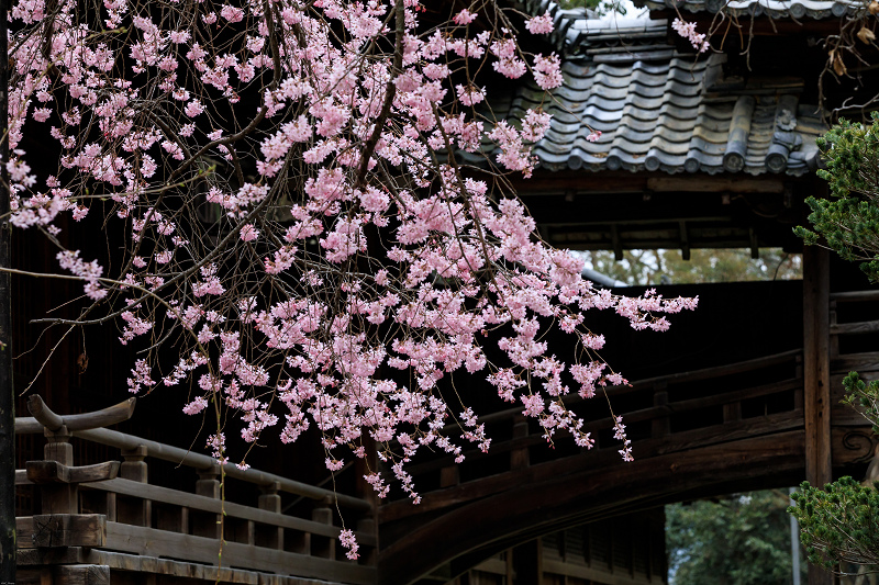 桜咲く京都2019　咲き誇る参道（向日神社）_f0155048_23482341.jpg