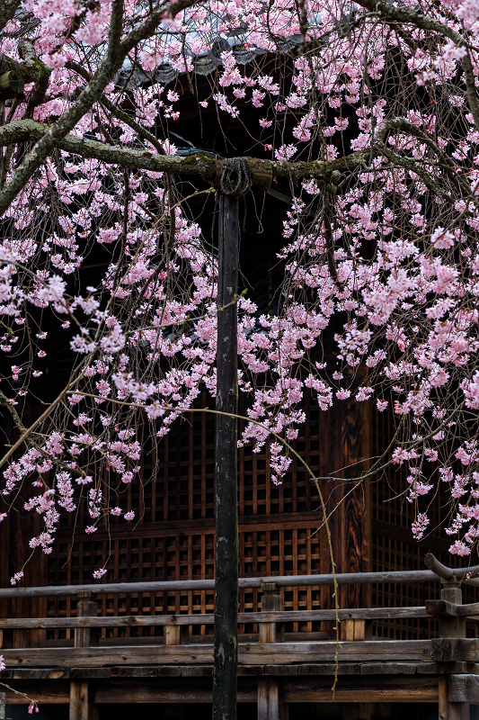 桜咲く京都2019　咲き誇る参道（向日神社）_f0155048_23483282.jpg
