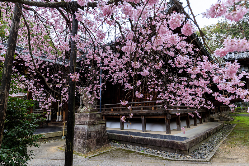桜咲く京都2019　咲き誇る参道（向日神社）_f0155048_2348412.jpg