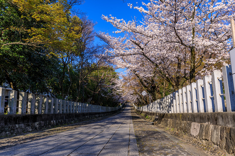 桜咲く京都2019　咲き誇る参道（向日神社）_f0155048_23491733.jpg