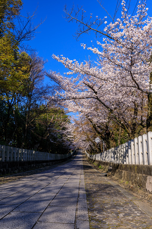 桜咲く京都2019　咲き誇る参道（向日神社）_f0155048_23493100.jpg