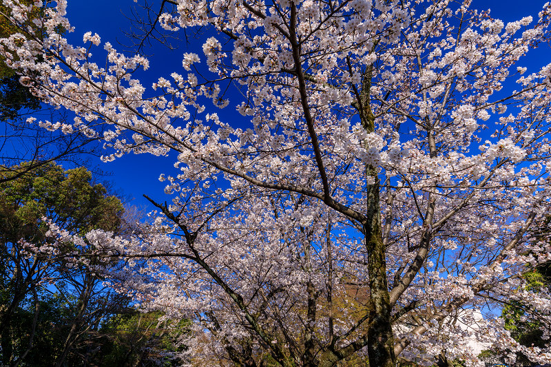 桜咲く京都2019　咲き誇る参道（向日神社）_f0155048_23494686.jpg