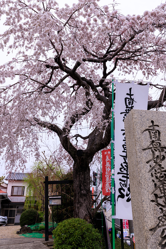 桜咲く京都2019　咲き誇る参道（向日神社）_f0155048_2350442.jpg