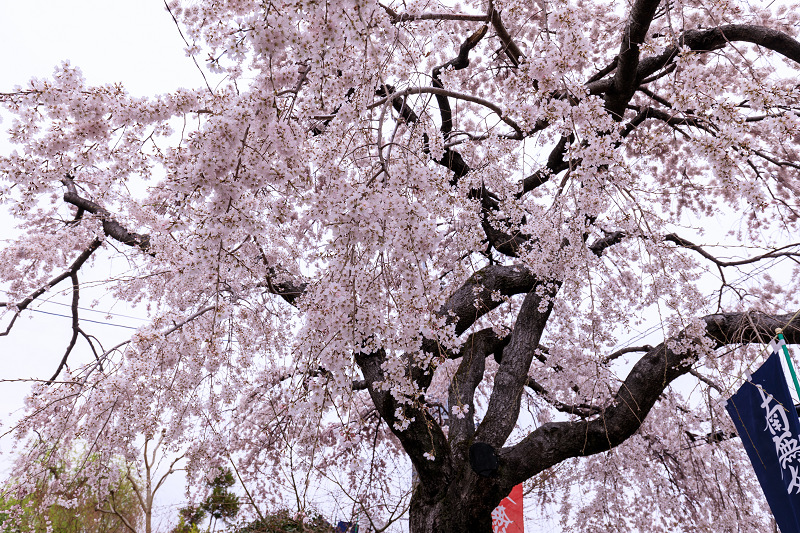 桜咲く京都2019　咲き誇る参道（向日神社）_f0155048_2350863.jpg
