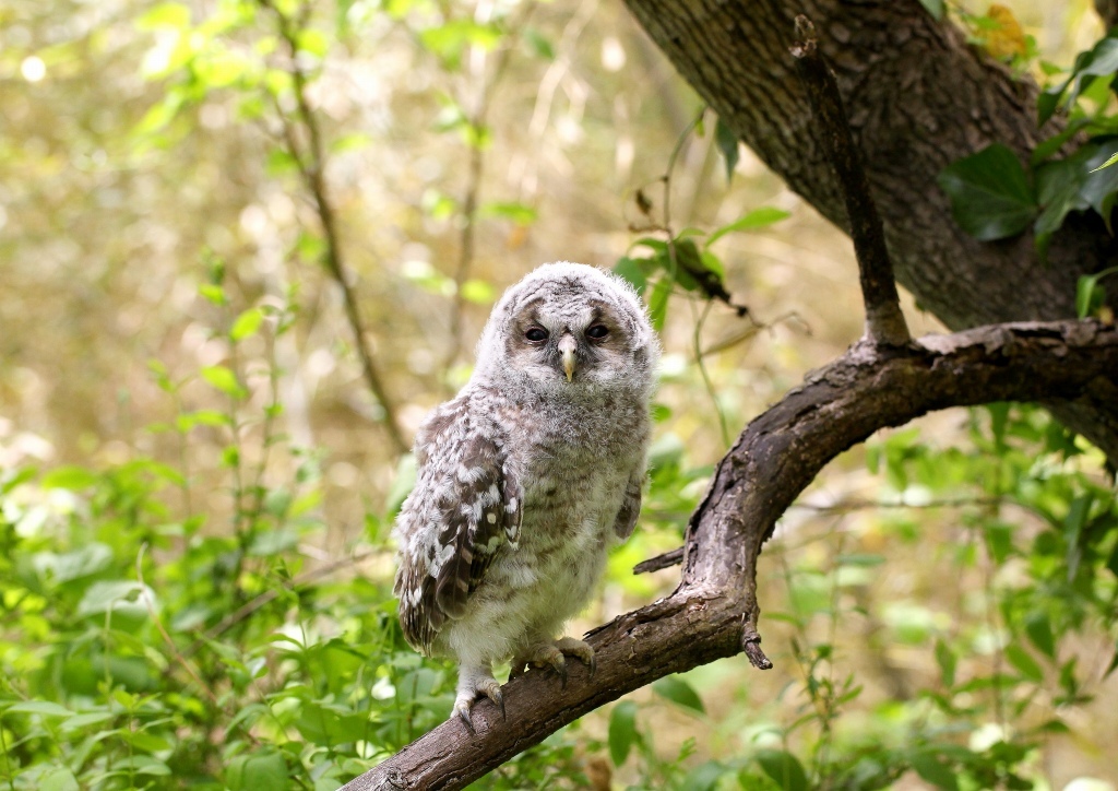 可愛いフクロウの幼鳥－３_f0366449_22534527.jpg