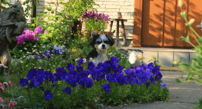 c0145250_10004836.gif