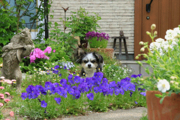 c0145250_10005701.gif