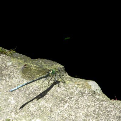 憎まれてこそ世にはばかる?_b0355451_08372276.jpg