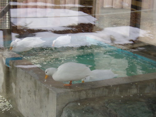 ささっと札幌②。～円山動物園～_c0017651_05440221.jpg