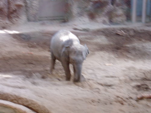 ささっと札幌②。～円山動物園～_c0017651_06004470.jpg