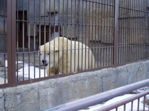 ささっと札幌②。～円山動物園～_c0017651_06054261.jpg