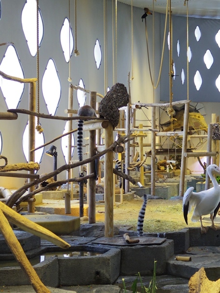 何に触れる ニフレル A Diary Of Primates 何に触れる ニフレル A Diary Of Primates