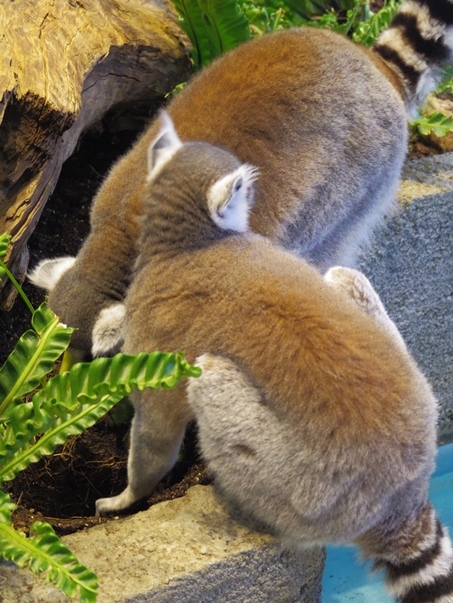 何に触れる ニフレル A Diary Of Primates 何に触れる ニフレル A Diary Of Primates