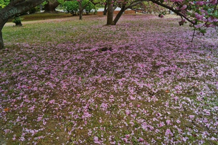 京都御苑の名残りの里桜と花の絨毯 たんぶーらんの戯言 京都御苑の名残りの里桜と花の絨毯 たんぶーらんの戯言