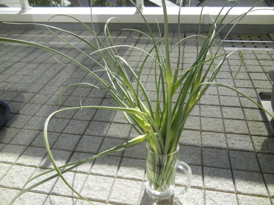 ’19,5,8(水)ニンニク芽のカットと友達!_f0060461_10134924.jpg