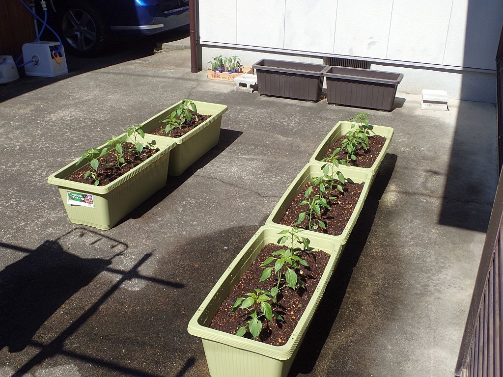 今年も青唐辛子の苗を植えつけました ぶん屋の抽斗 今年も青唐辛子の苗を植えつけました ぶん屋の抽斗
